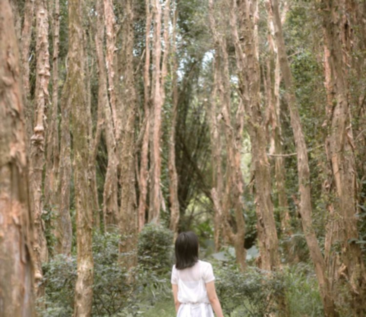 香山森林